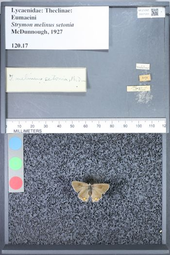 Media type: image;   Entomology 71201